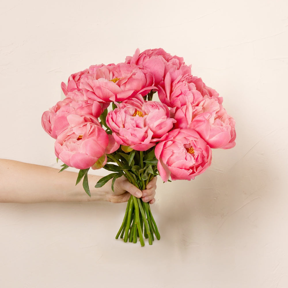 A hand holding a large, lush bouquet of bright pink peonies against a neutral, textured background.